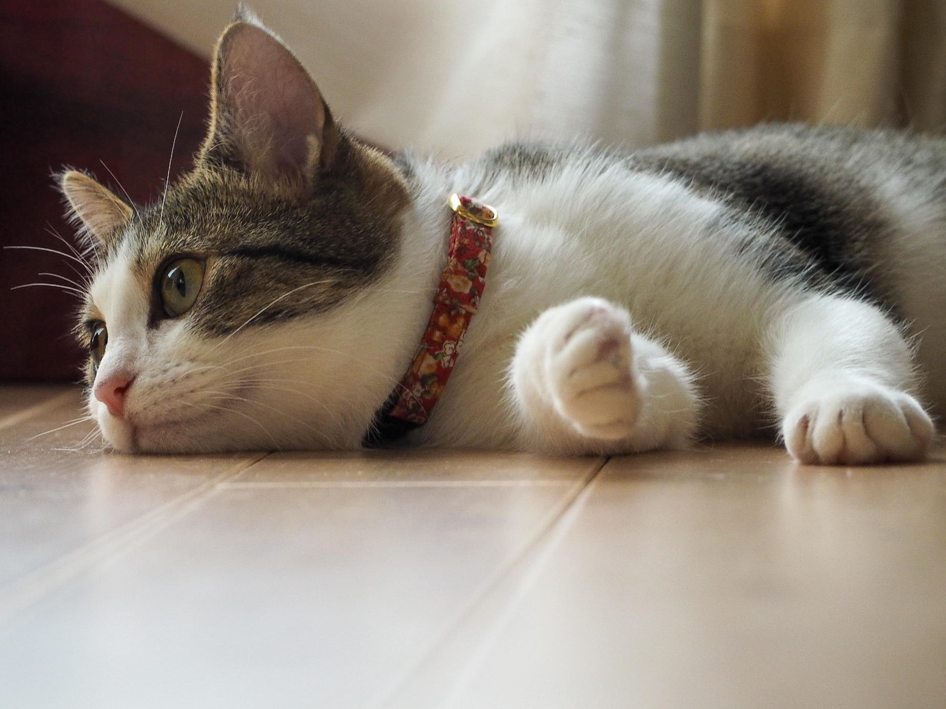 わんにゃんサイトの猫の写真