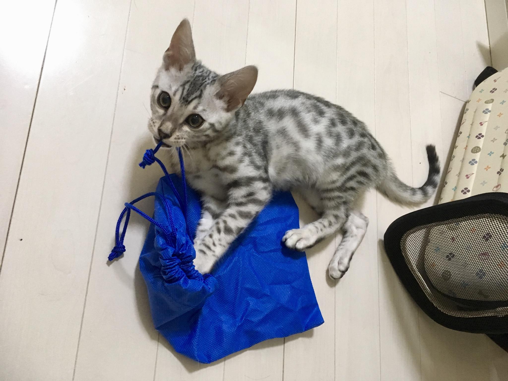 わんにゃんサイトの猫の写真