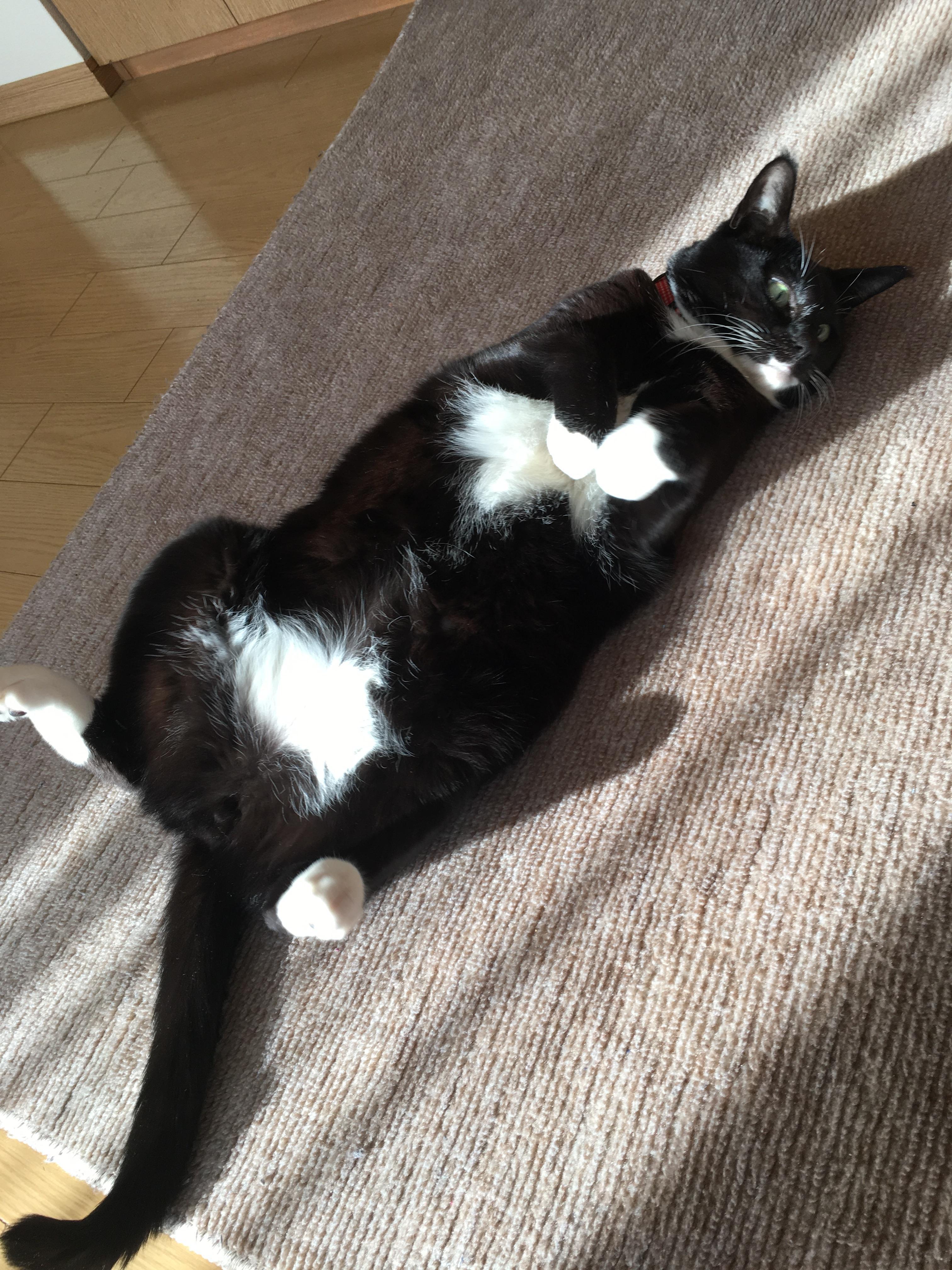 わんにゃんサイトの猫の写真