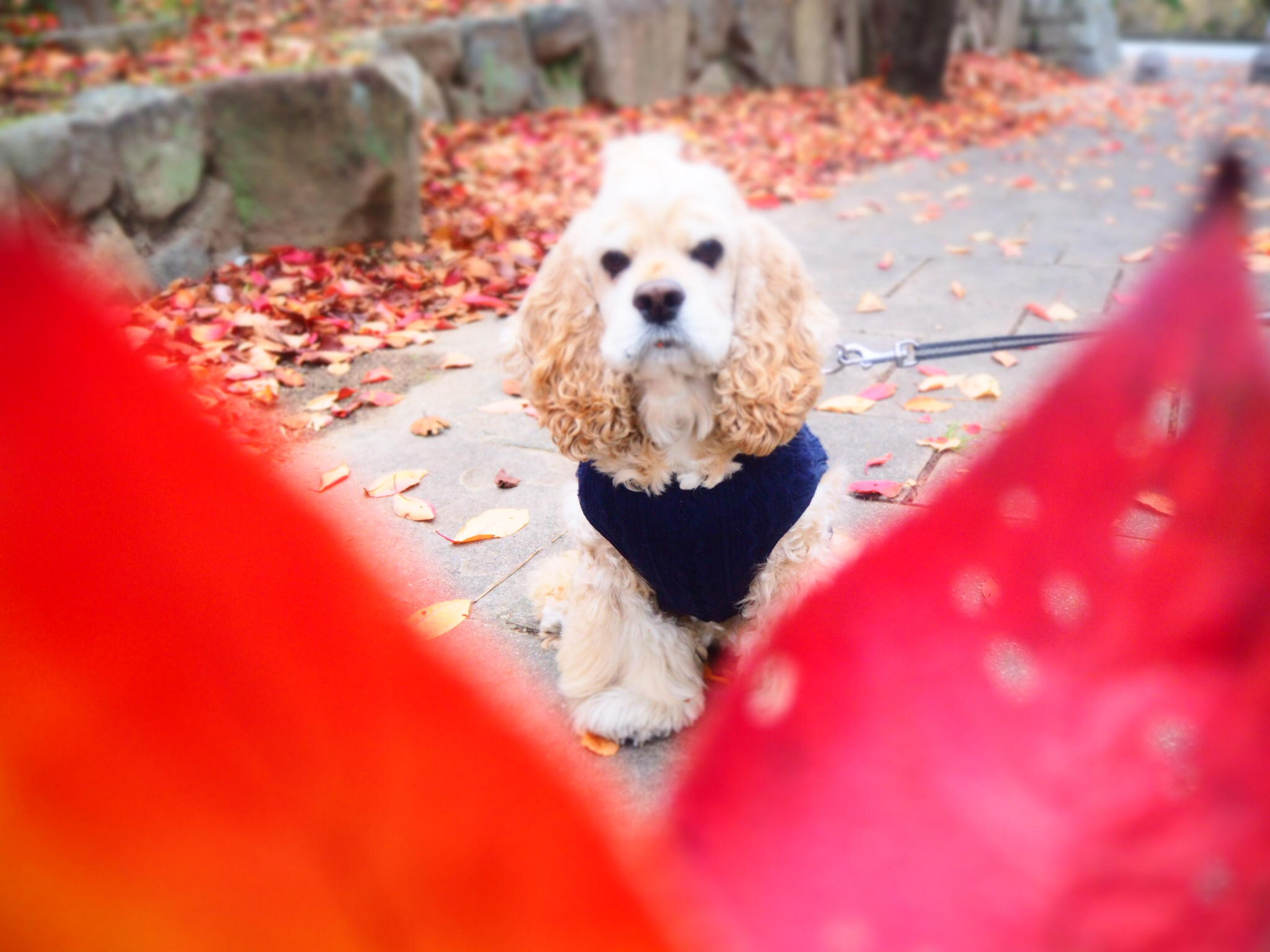 わんにゃんサイトの犬の写真