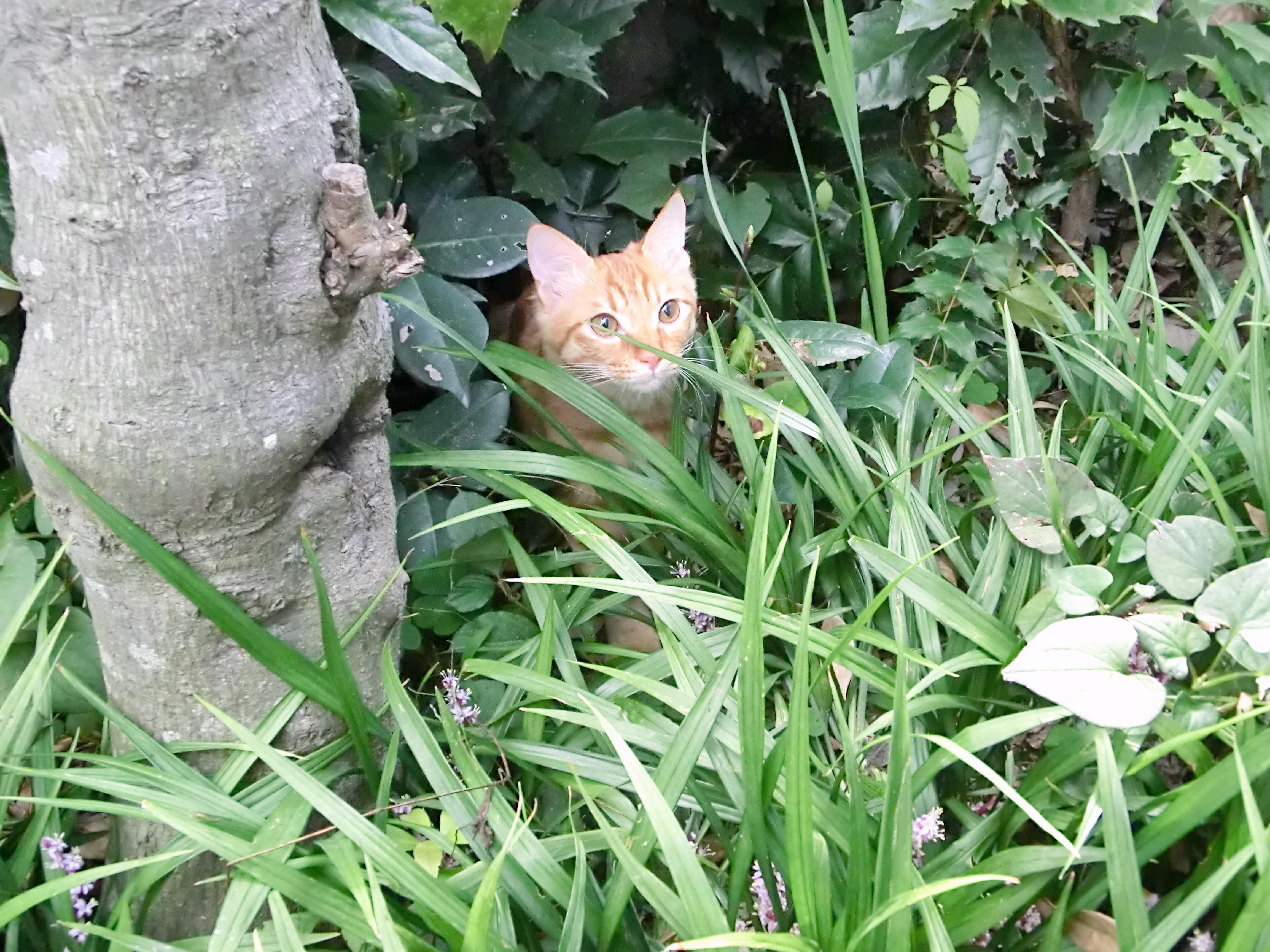 わんにゃんサイトの猫の写真