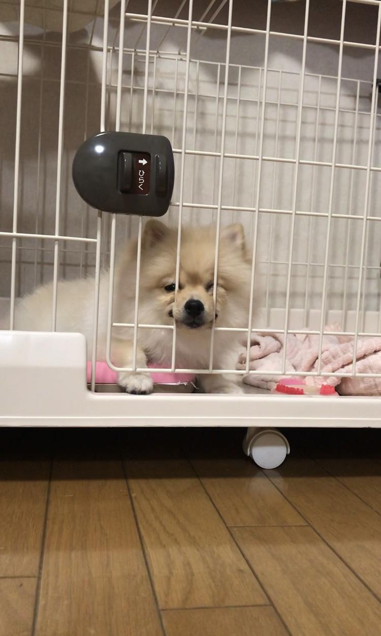 わんにゃんサイトの犬の写真