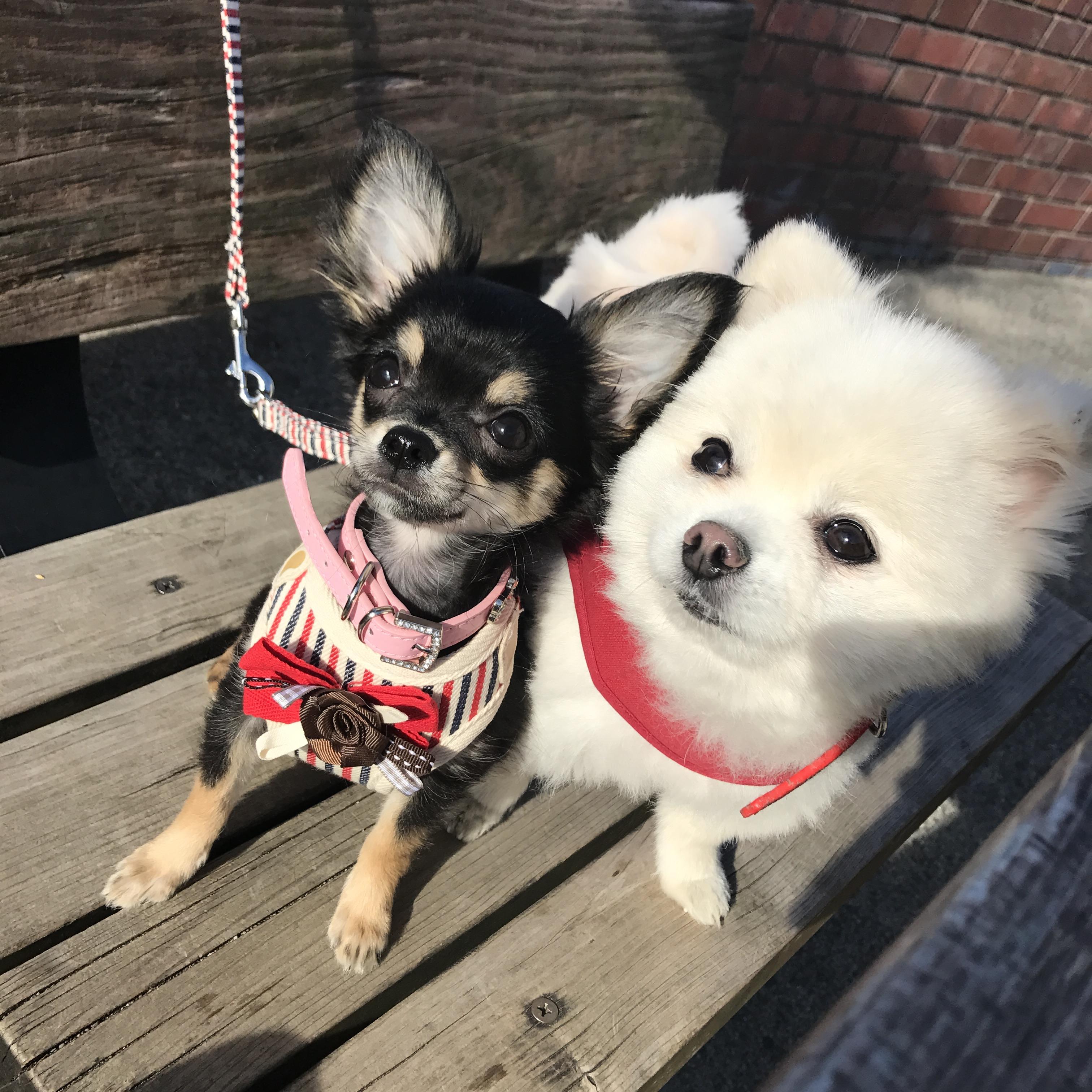 わんにゃんサイトの犬の写真