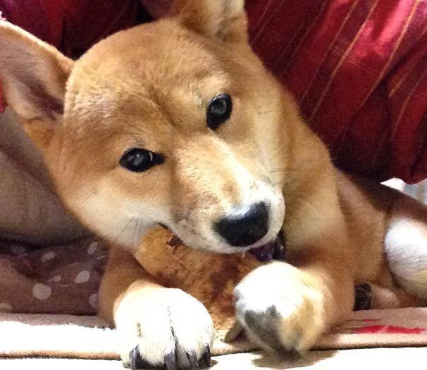 わんにゃんサイトの犬の写真