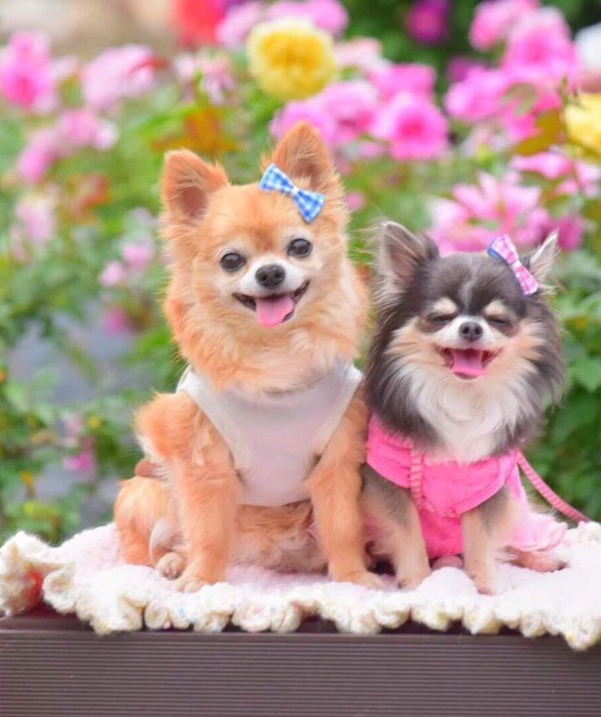 わんにゃんサイトの犬の写真