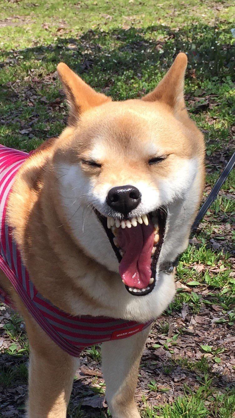 わんにゃんサイトの犬の写真