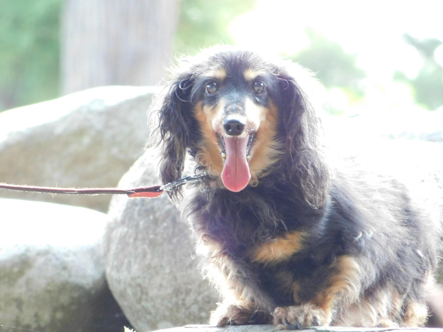 わんにゃんサイトの犬の写真