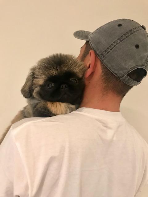 わんにゃんサイトの犬の写真