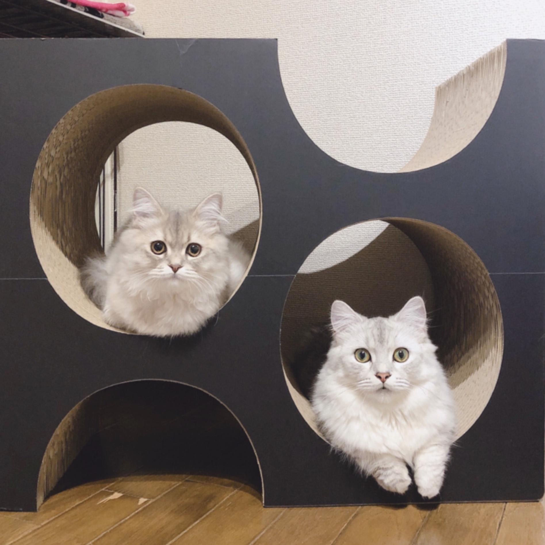 わんにゃんサイトの猫の写真