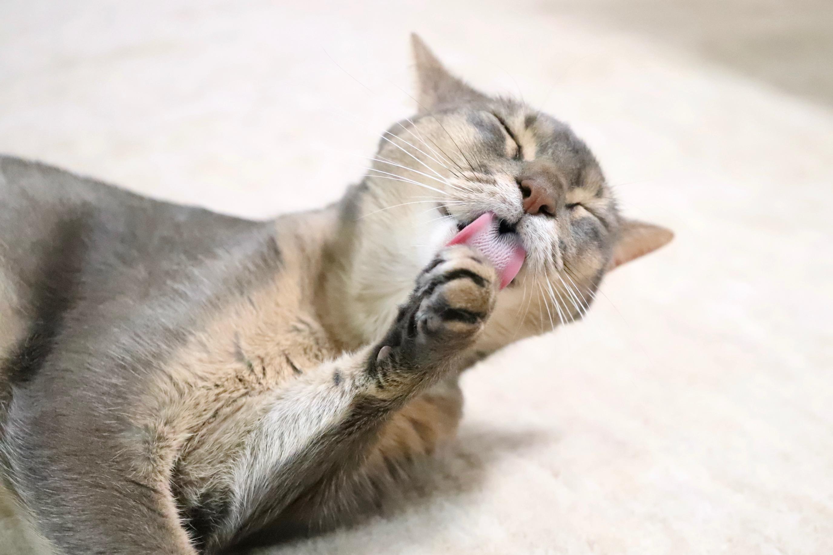 わんにゃんサイトの猫の写真