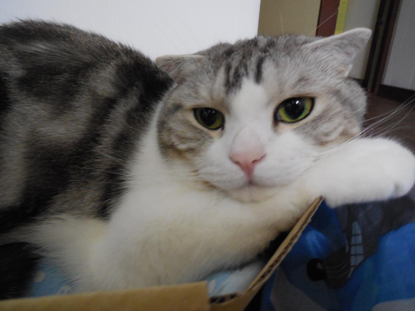 わんにゃんサイトの猫の写真