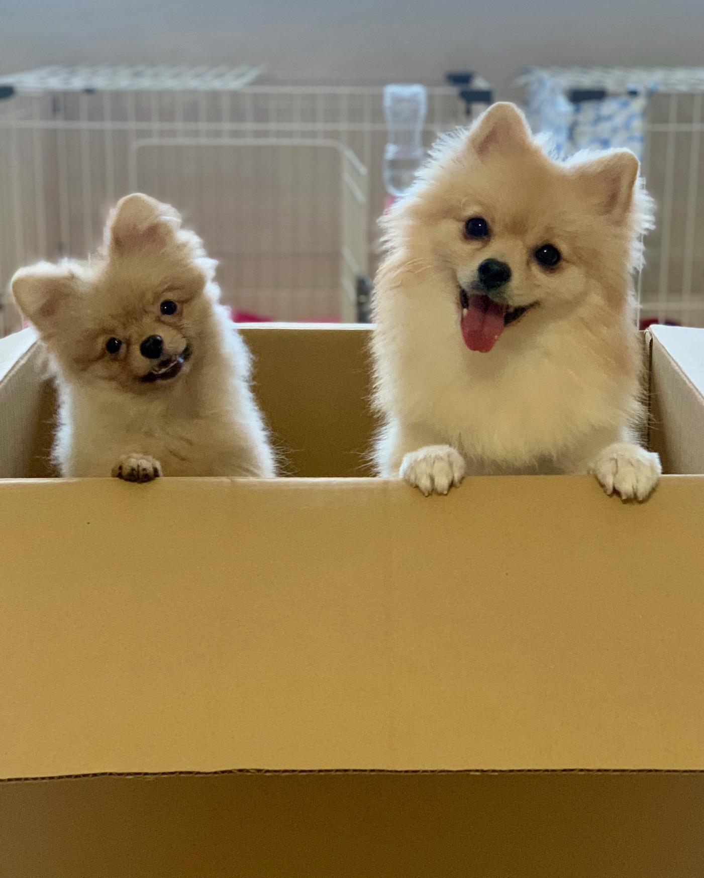 わんにゃんサイトの犬の写真