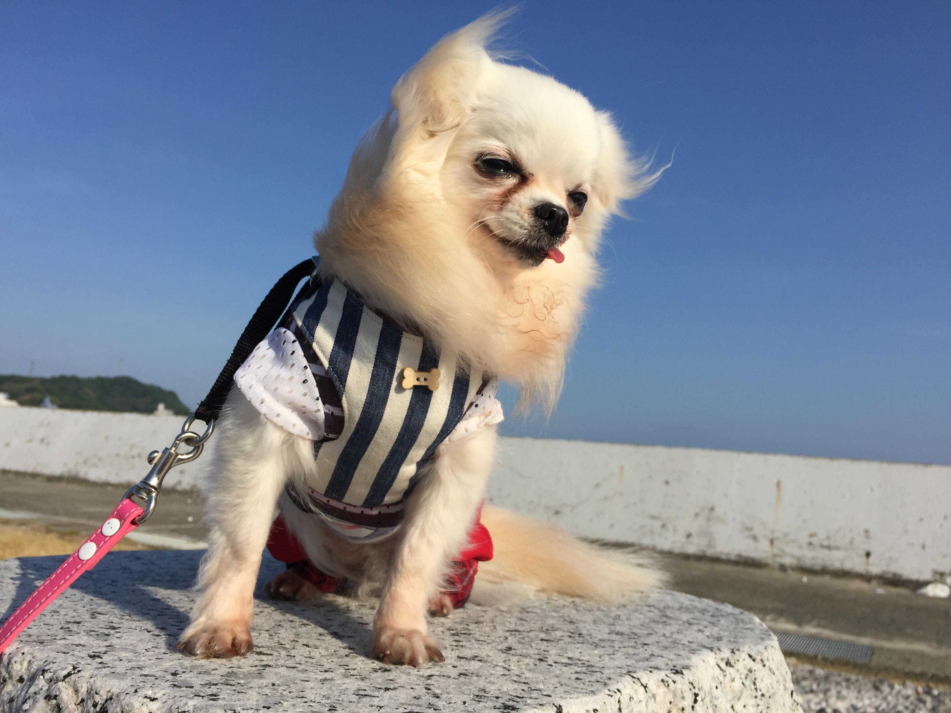 わんにゃんサイトの犬の写真