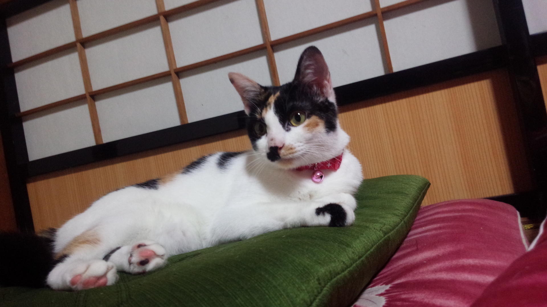 わんにゃんサイトの猫の写真