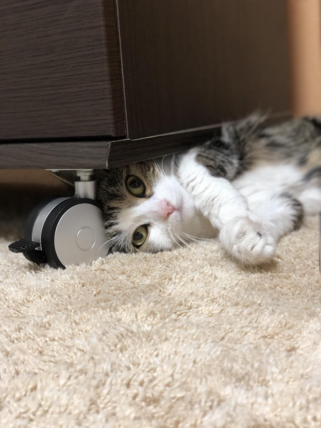 わんにゃんサイトの猫の写真