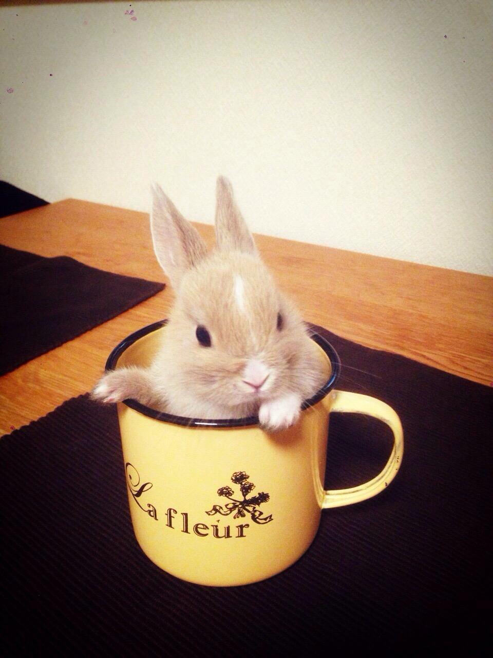 わんにゃんサイトのその他の写真