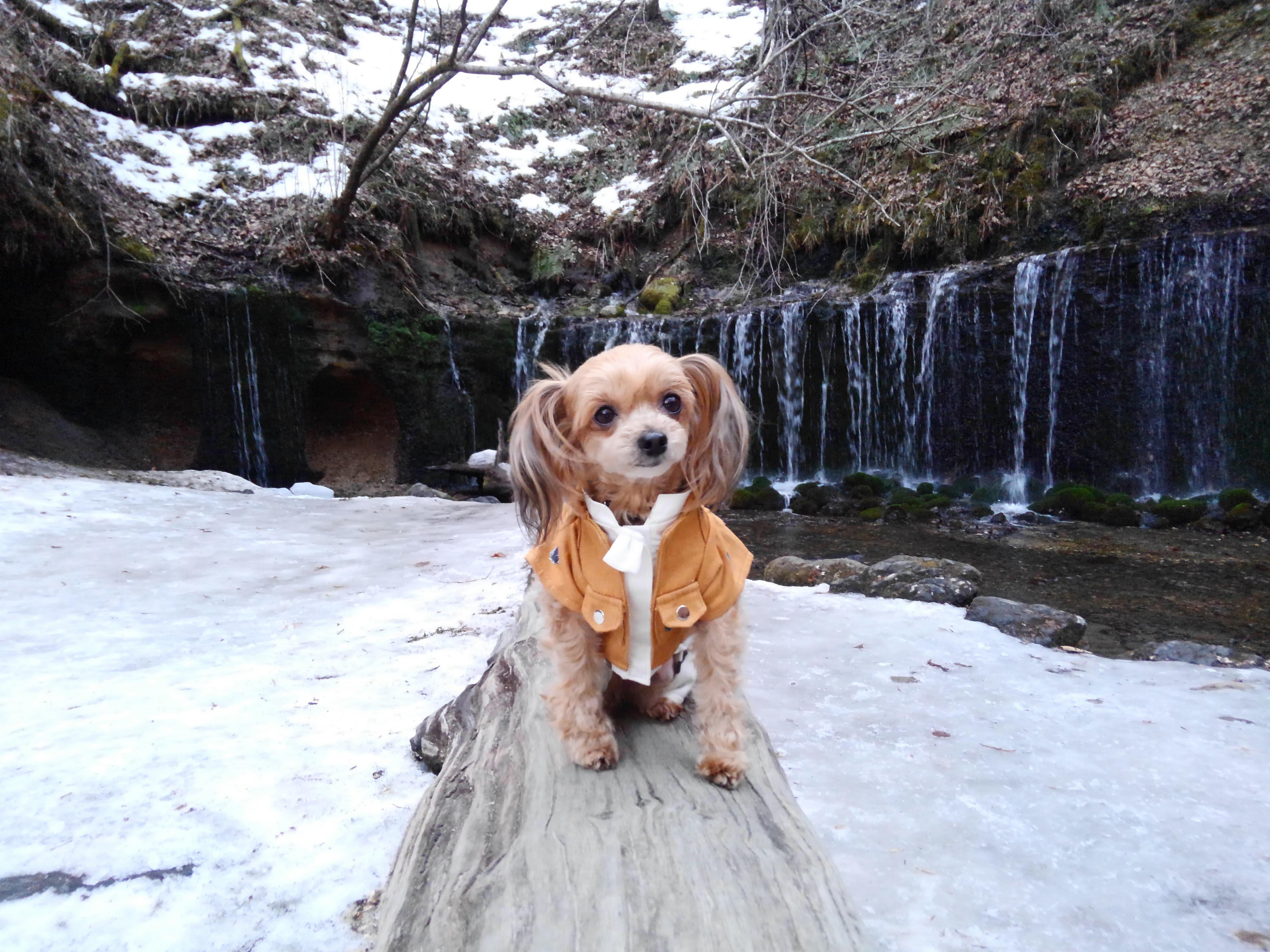 わんにゃんサイトの犬の写真