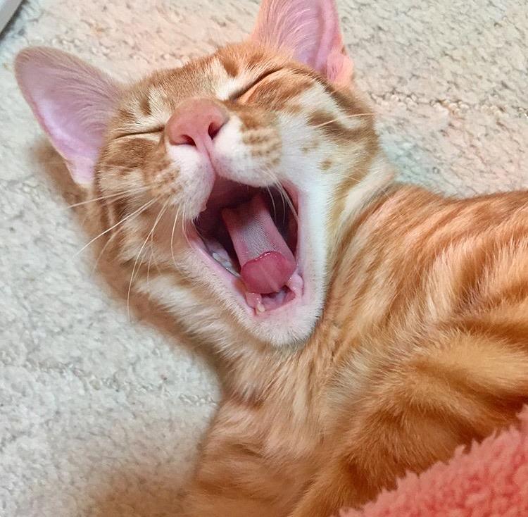 わんにゃんサイトの猫の写真