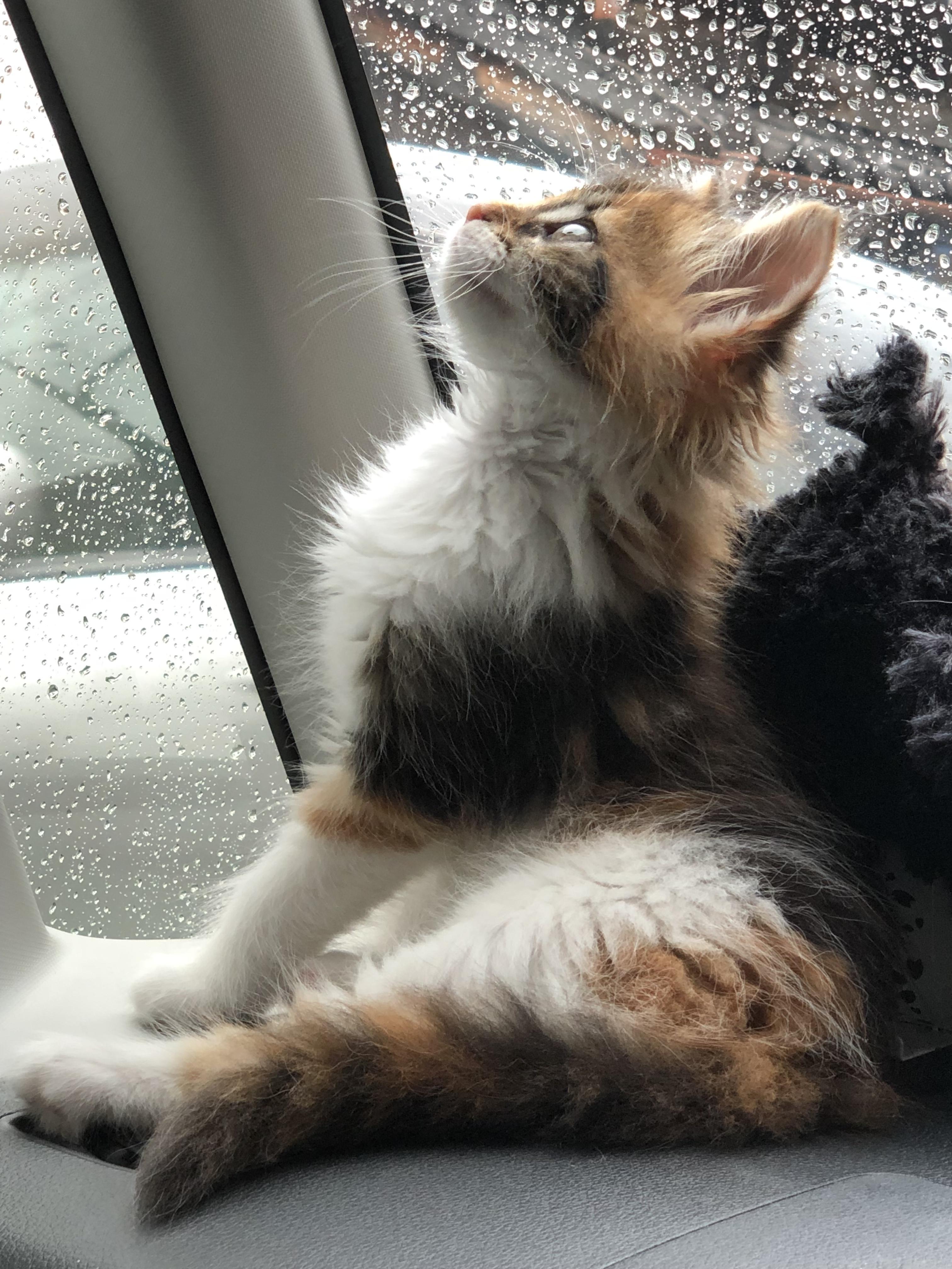 わんにゃんサイトの猫の写真