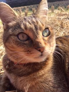 わんにゃんサイトの猫の写真