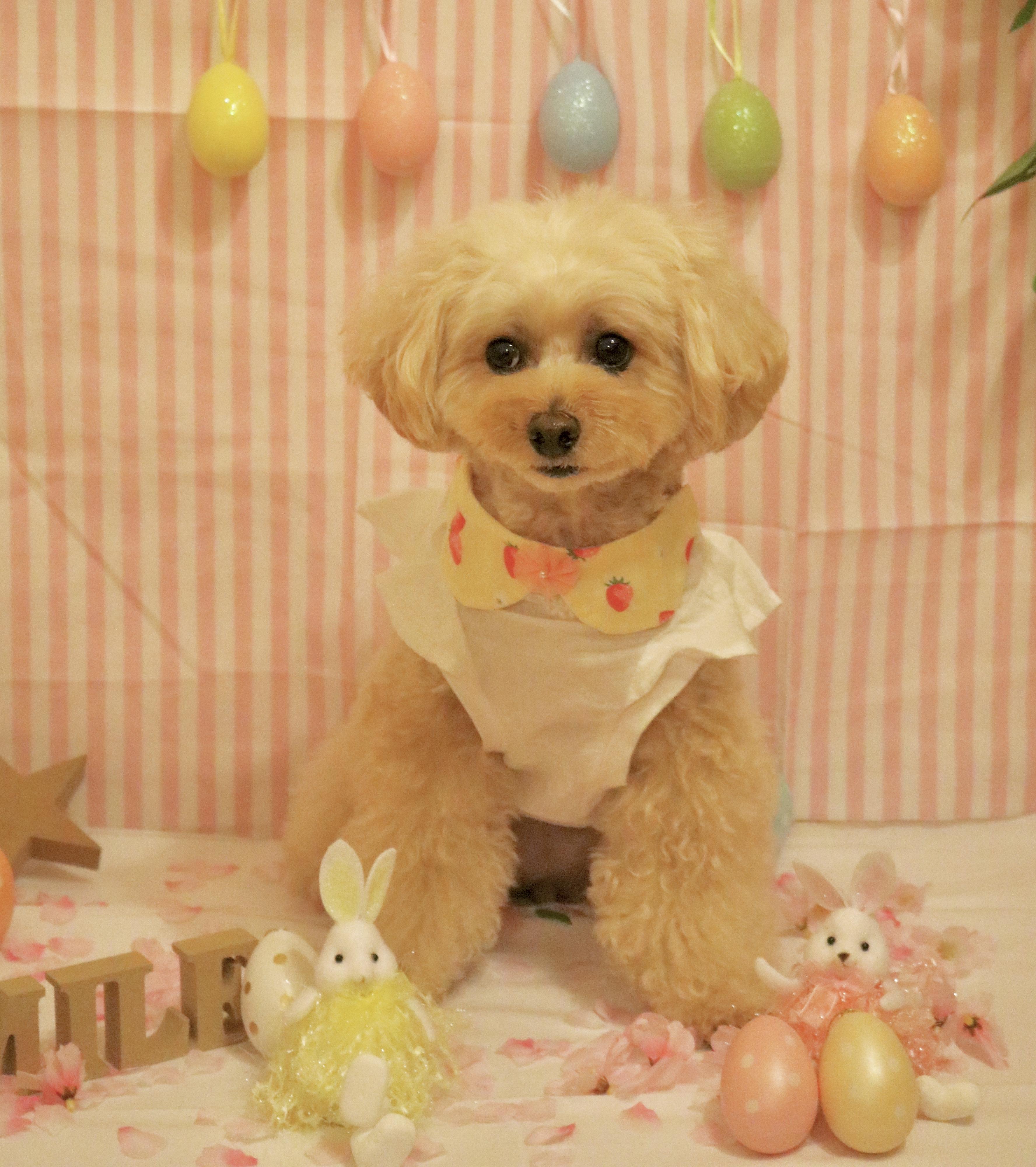 わんにゃんサイトの犬の写真