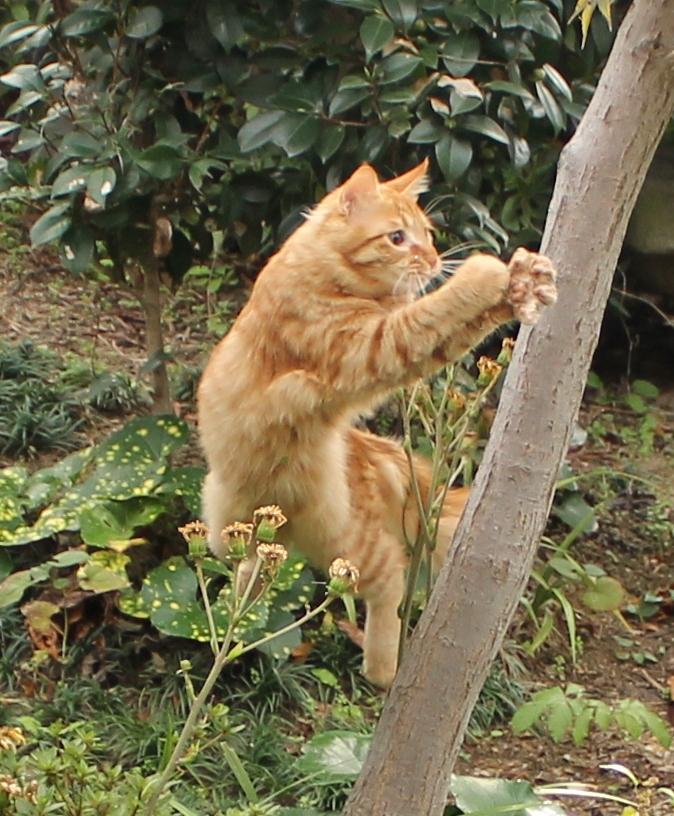 わんにゃんサイトの猫の写真