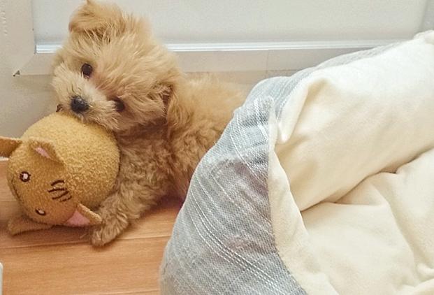 わんにゃんサイトの犬の写真