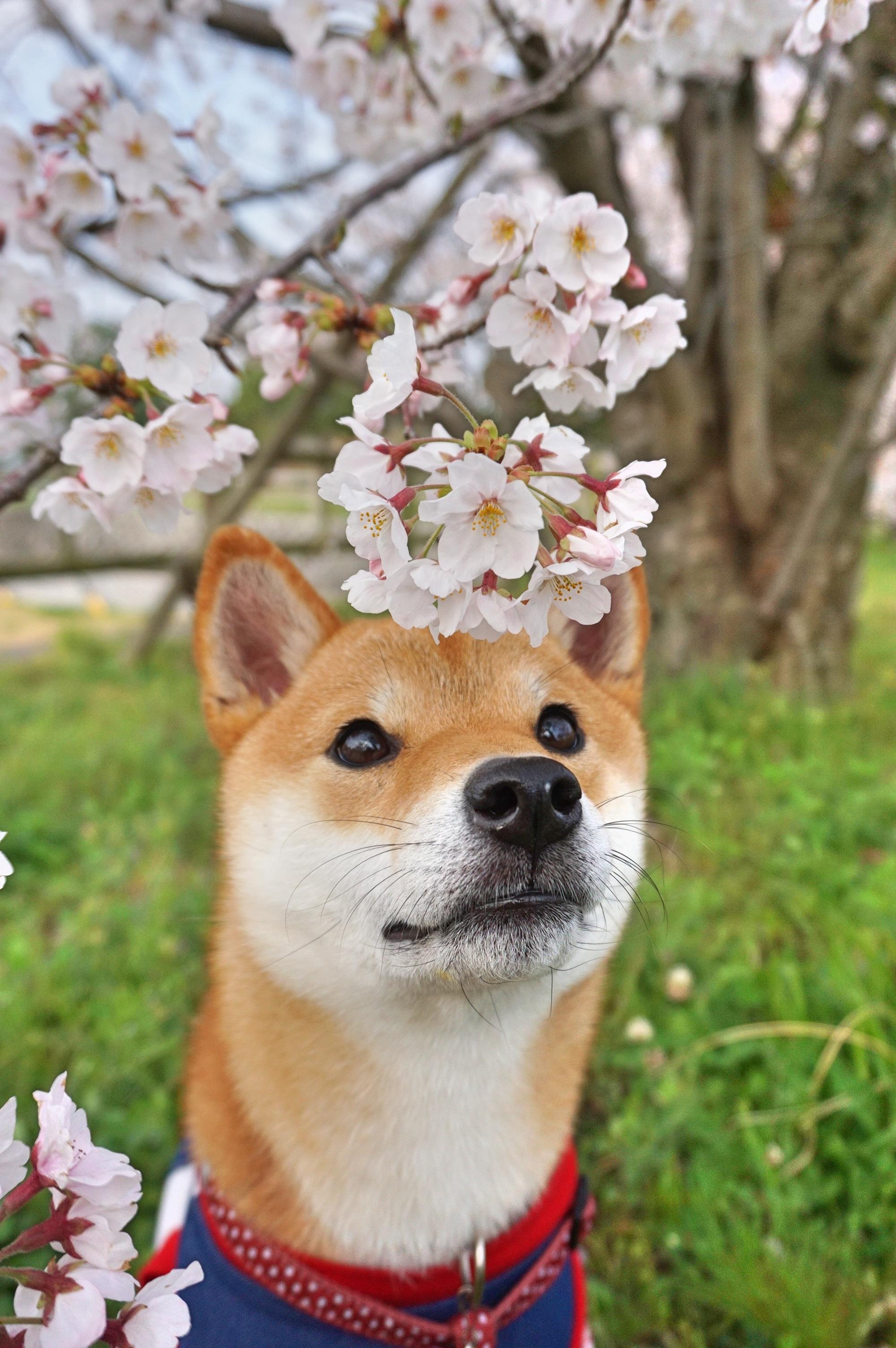 わんにゃんサイトの犬の写真