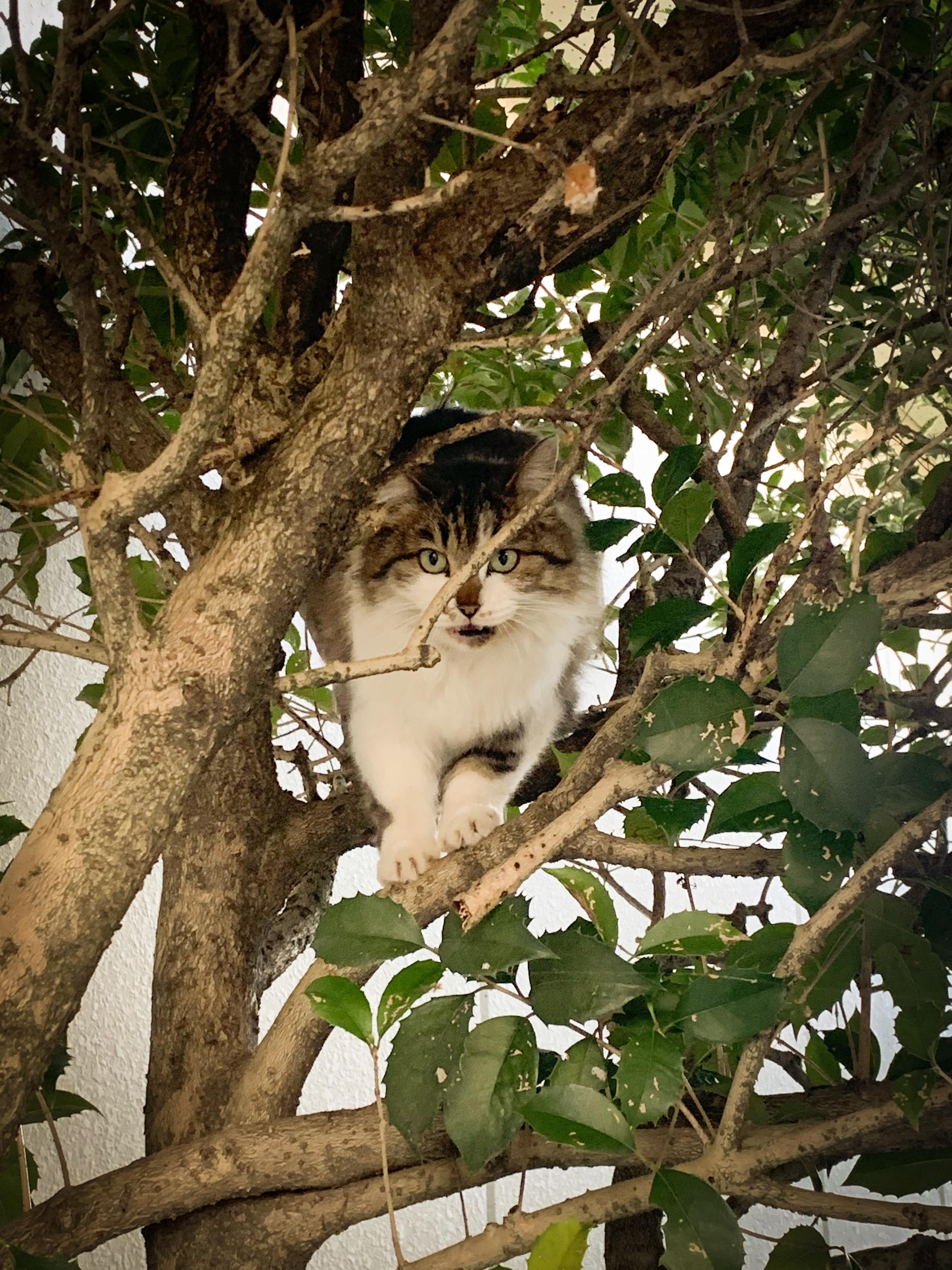 わんにゃんサイトの猫の写真