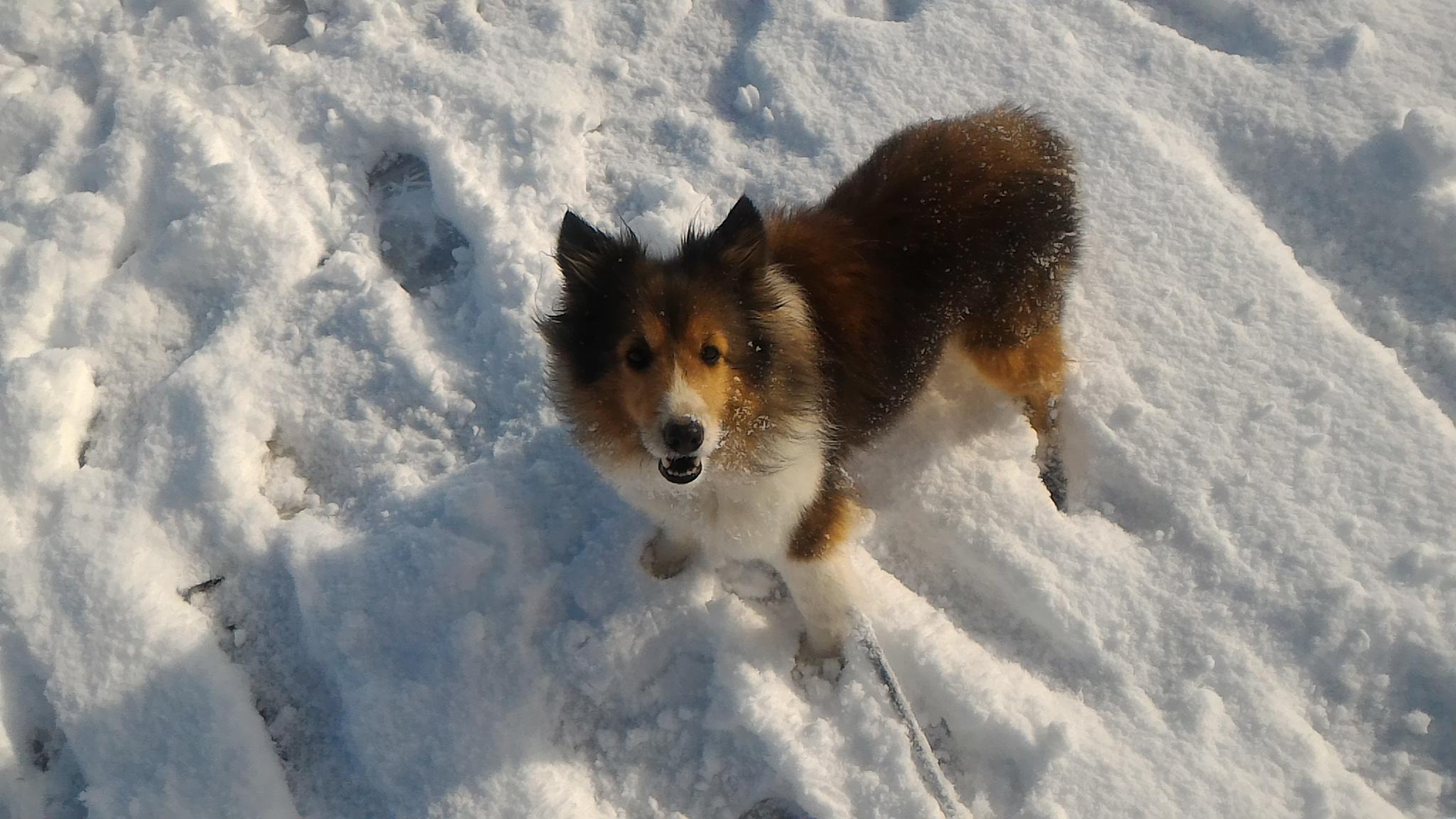 わんにゃんサイトの犬の写真