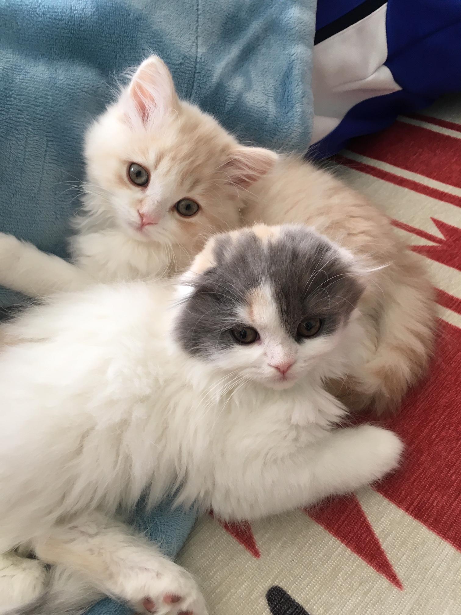 わんにゃんサイトの猫の写真