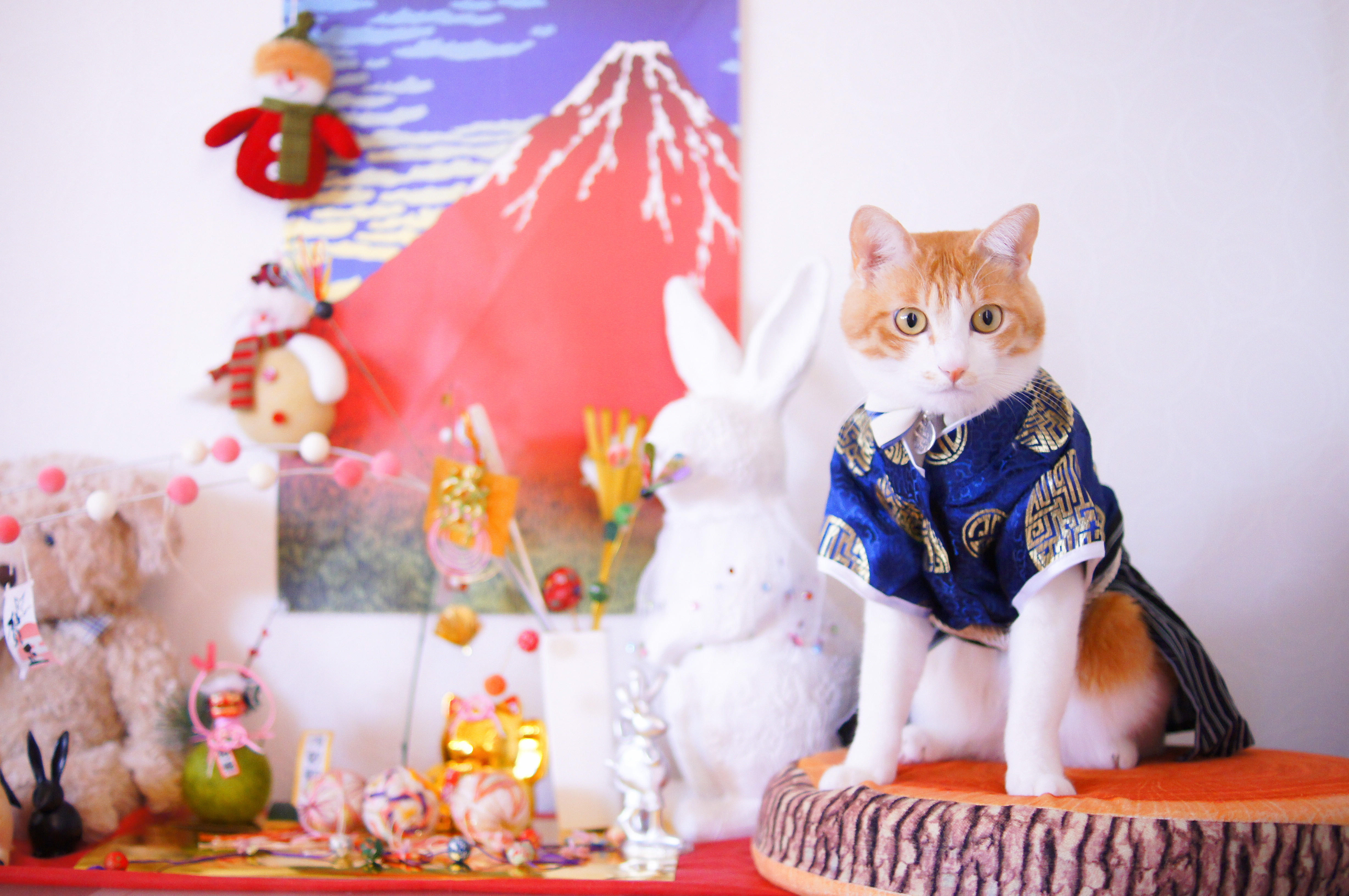 わんにゃんサイトの猫の写真