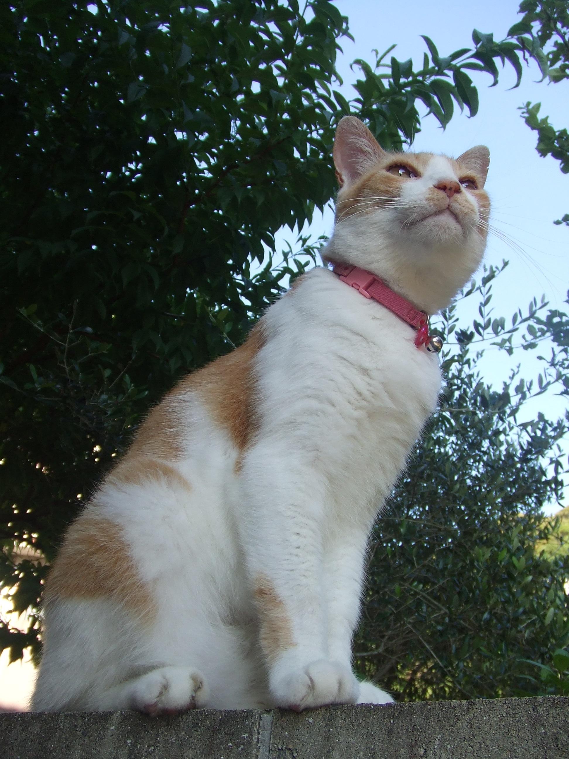 わんにゃんサイトの猫の写真