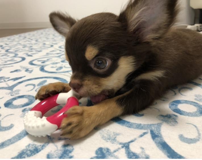 わんにゃんサイトの犬の写真