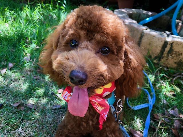 わんにゃんサイトの犬の写真