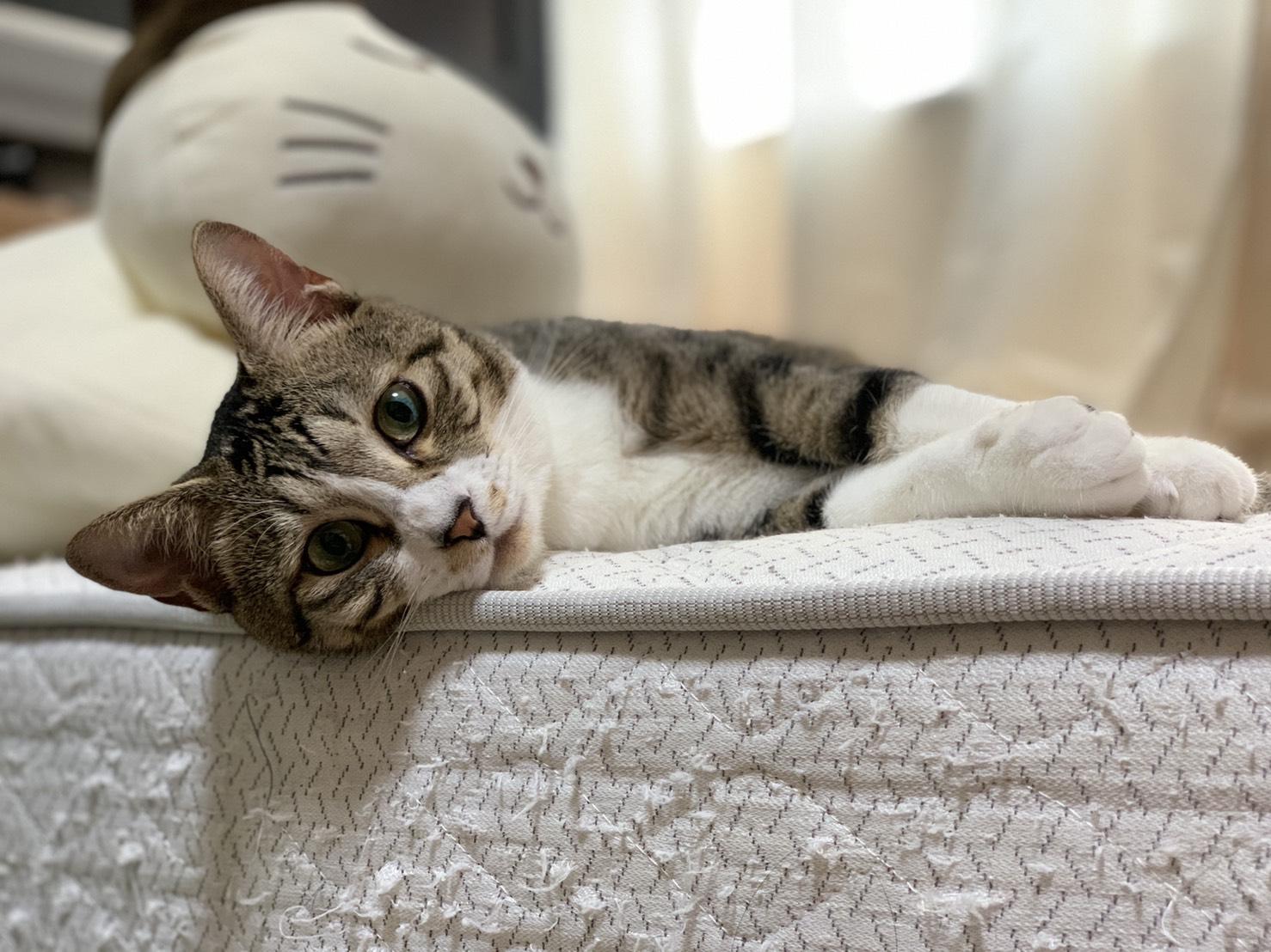 わんにゃんサイトの猫の写真