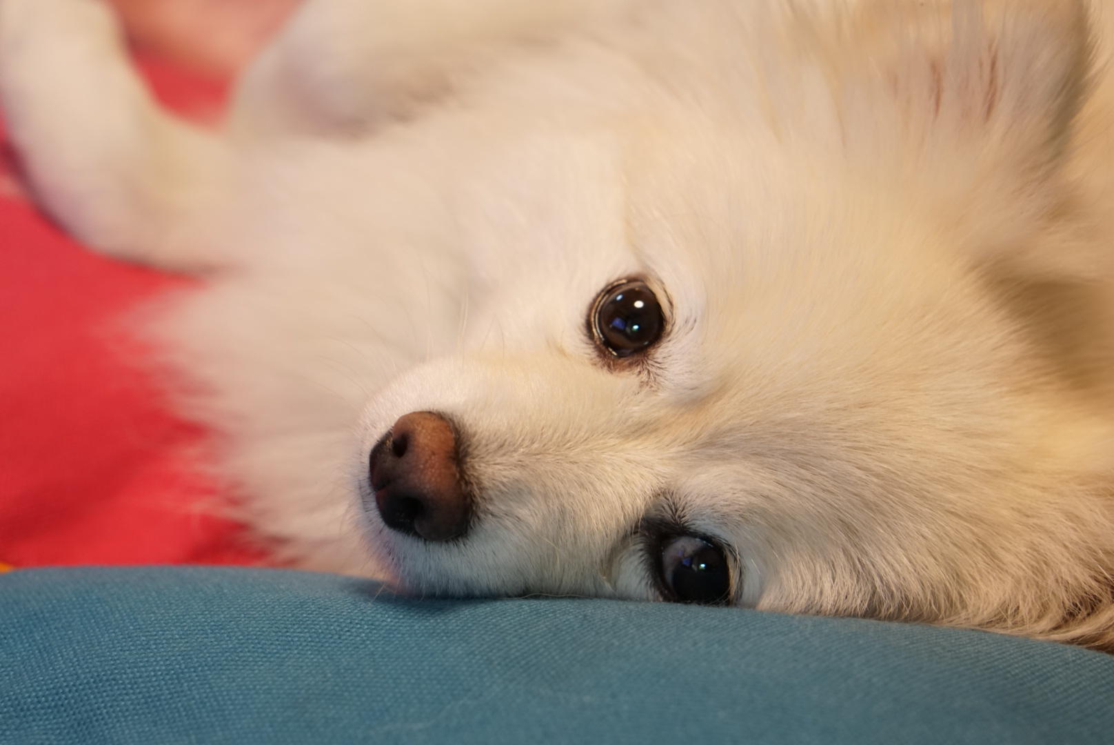 わんにゃんサイトの犬の写真