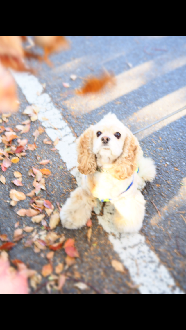 わんにゃんサイトの犬の写真