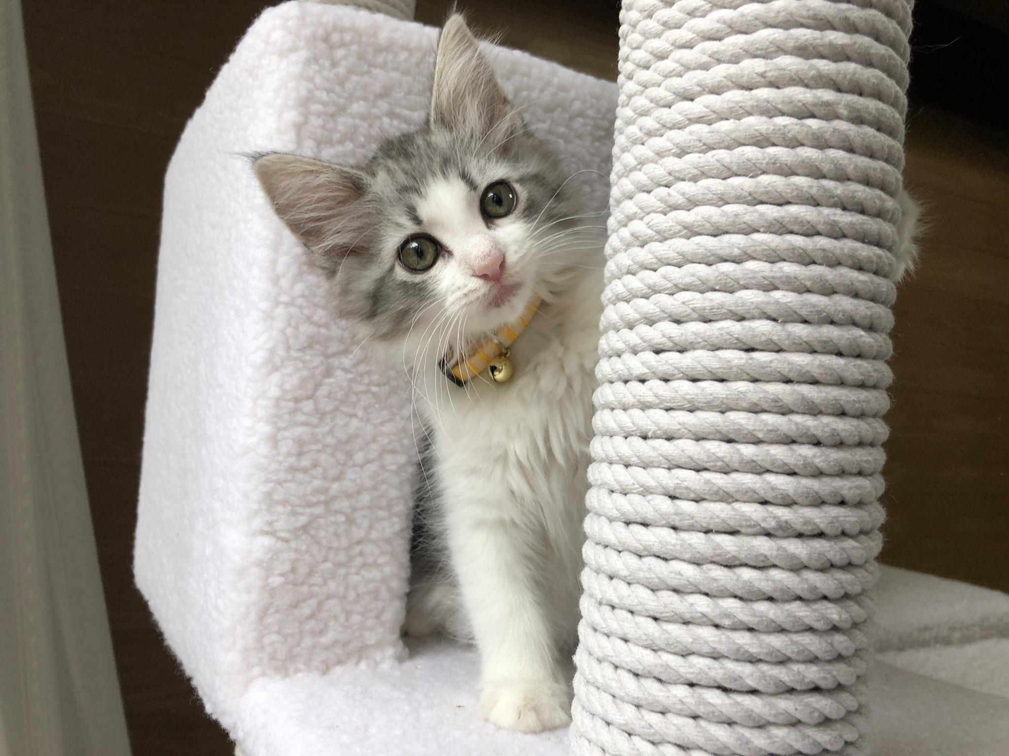 わんにゃんサイトの猫の写真