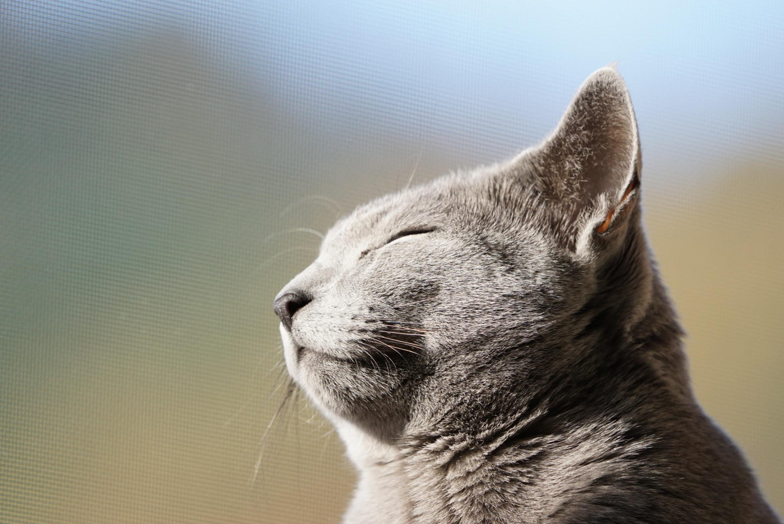 わんにゃんサイトの猫の写真