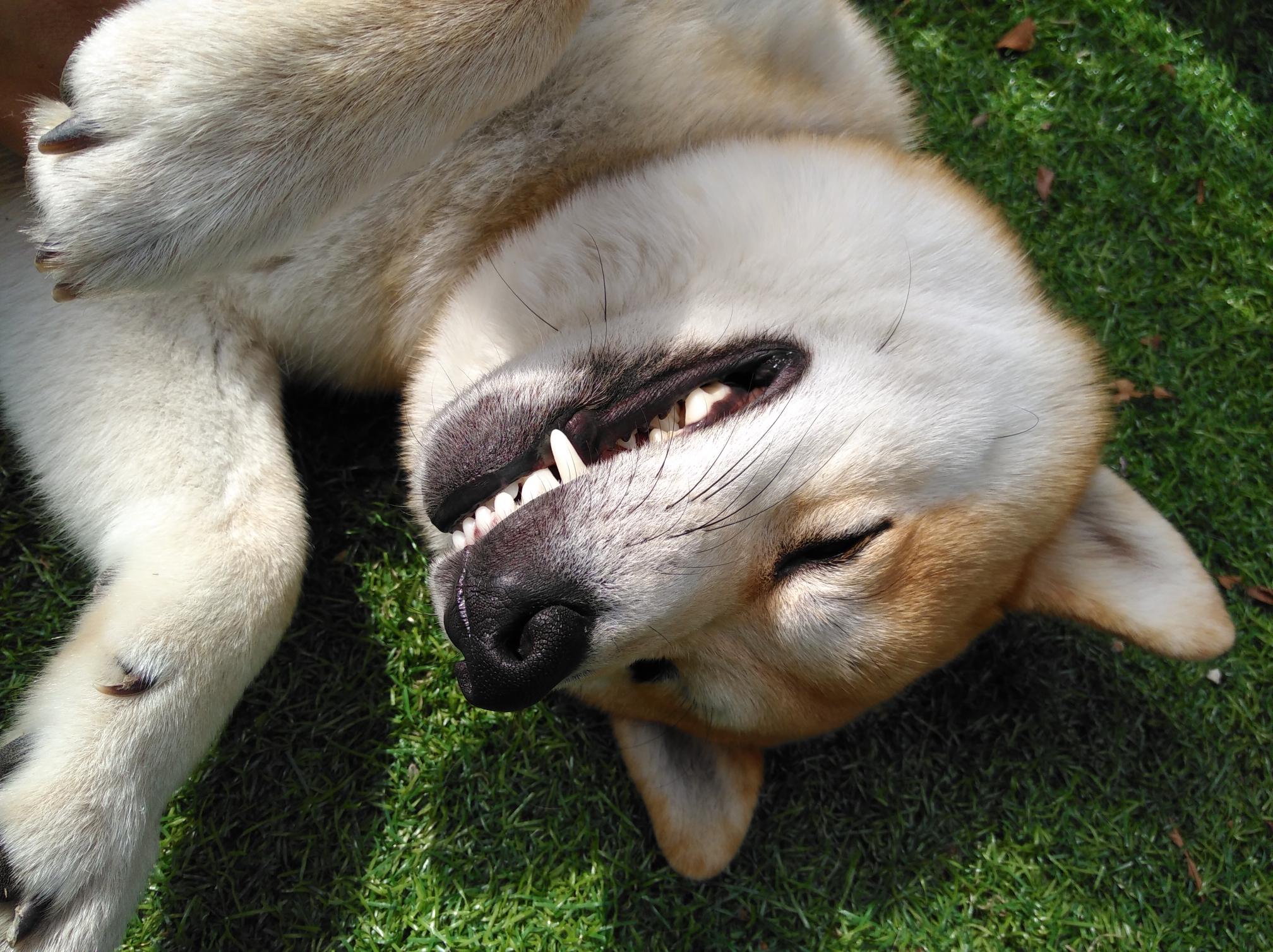 わんにゃんサイトの犬の写真