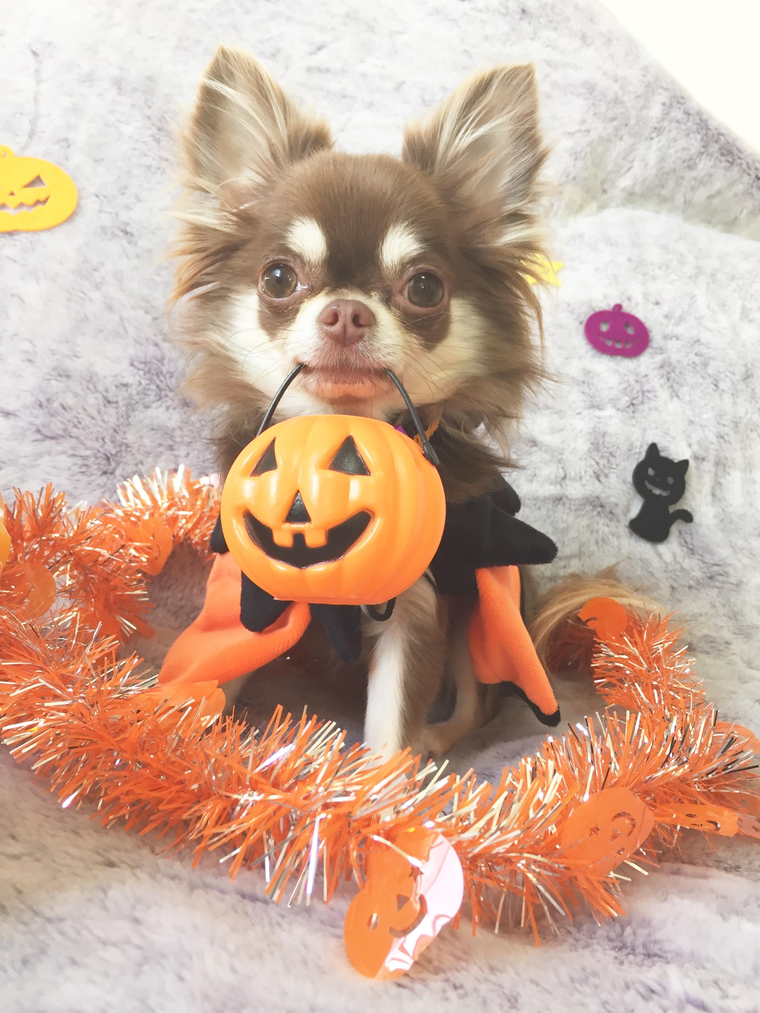 わんにゃんサイトの犬の写真