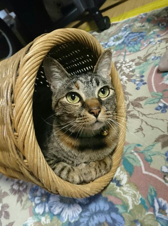 わんにゃんサイトの猫の写真