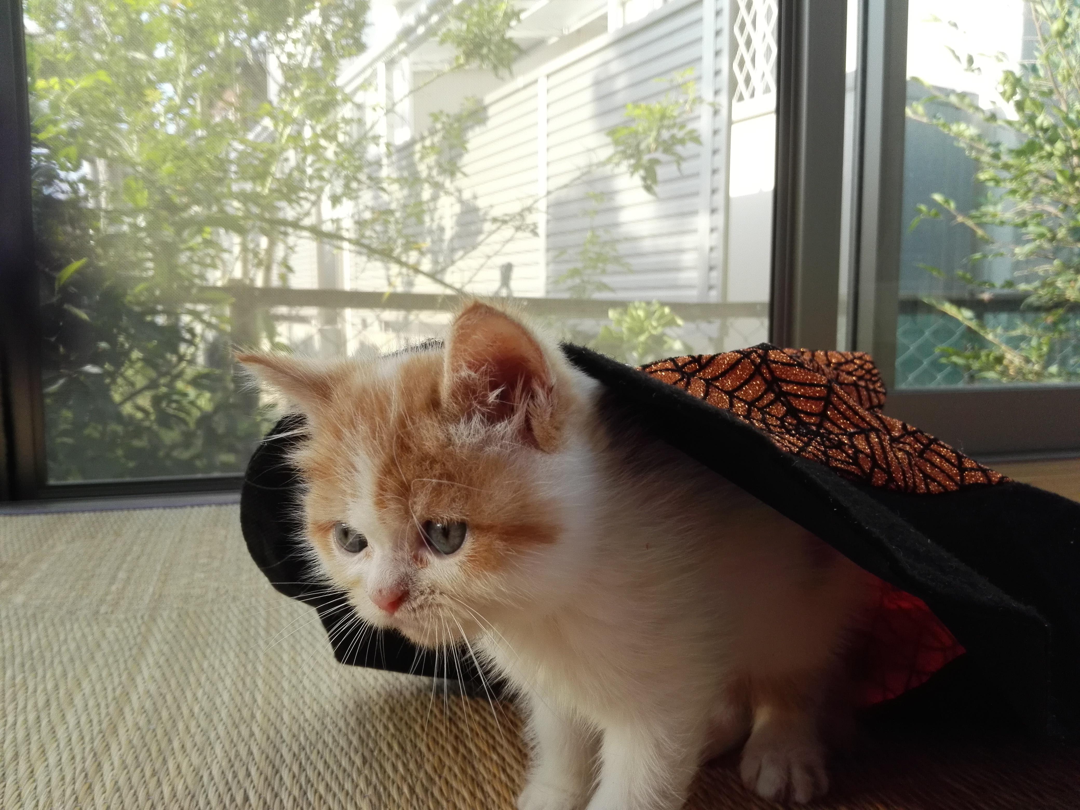 わんにゃんサイトの猫の写真