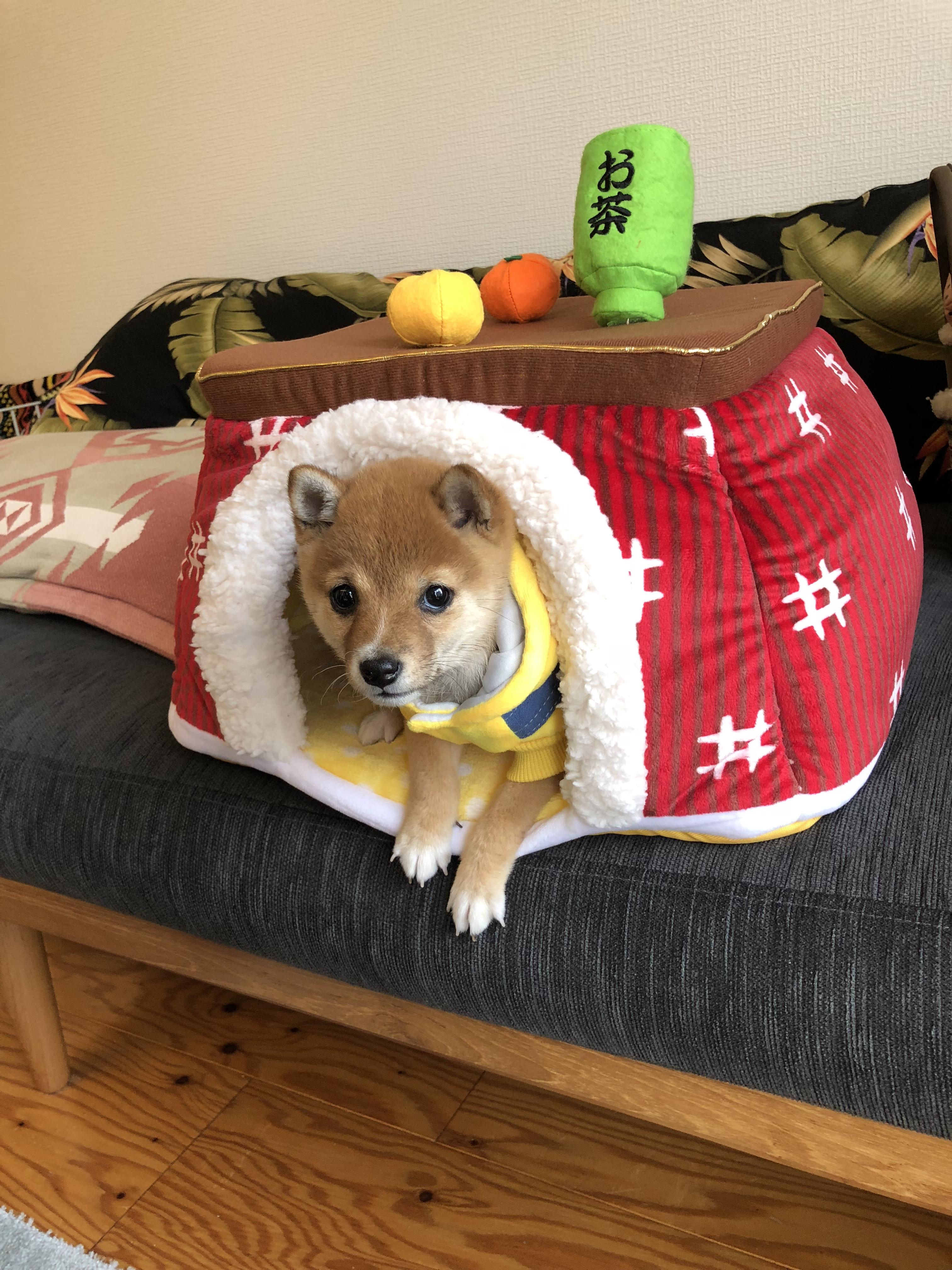 わんにゃんサイトの犬の写真