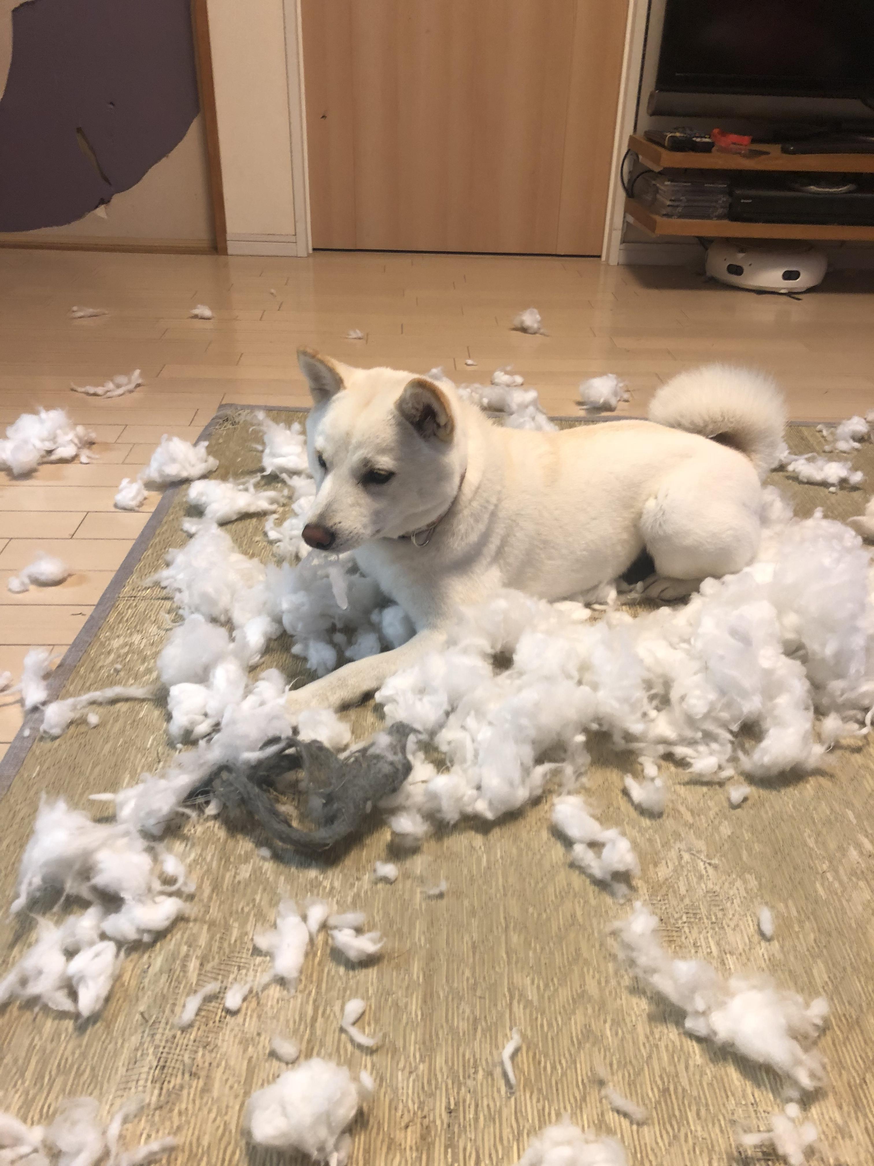 わんにゃんサイトの犬の写真