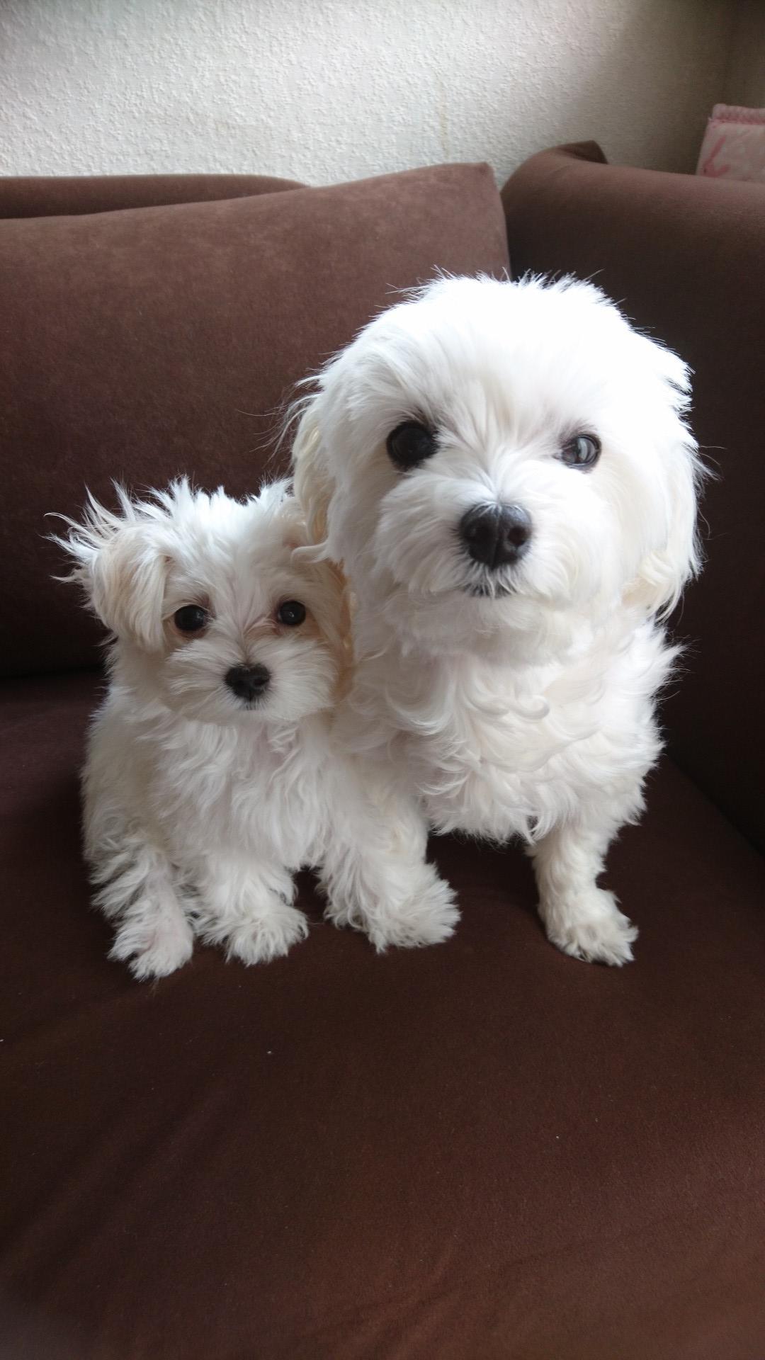 わんにゃんサイトの犬の写真