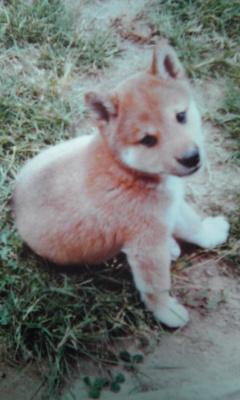 わんにゃんサイトの犬の写真