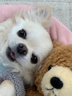 わんにゃんサイトの犬の写真