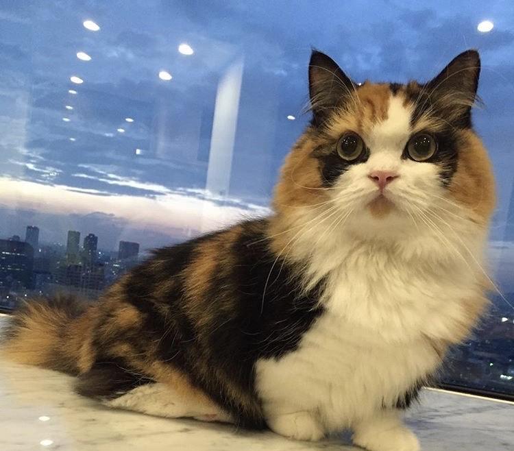 わんにゃんサイトの猫の写真